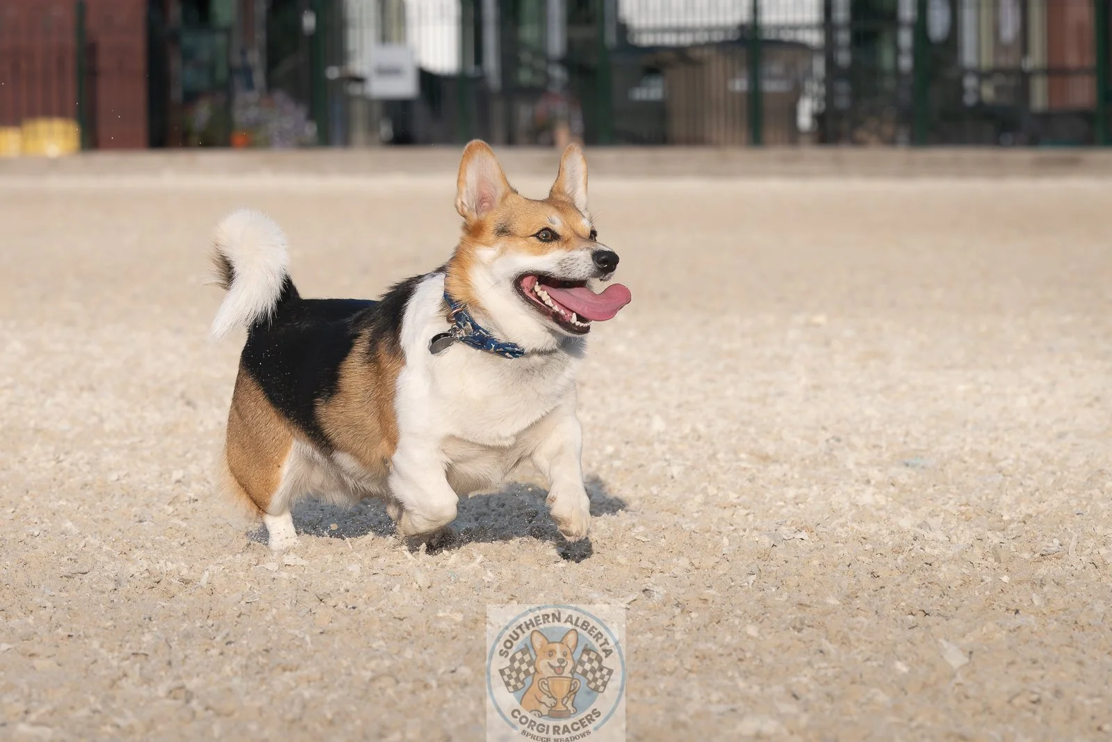 Corgi Winston Strolling sRGB.JPG