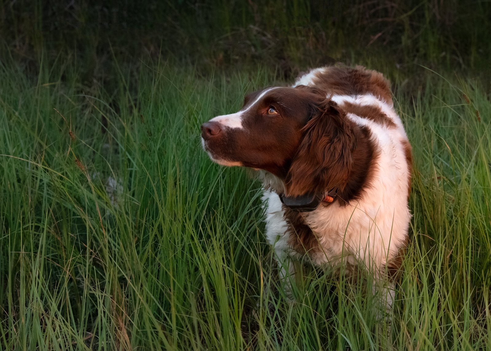 A Brittany spaniel dog with long ears standing in tall green grass, looking to the left.