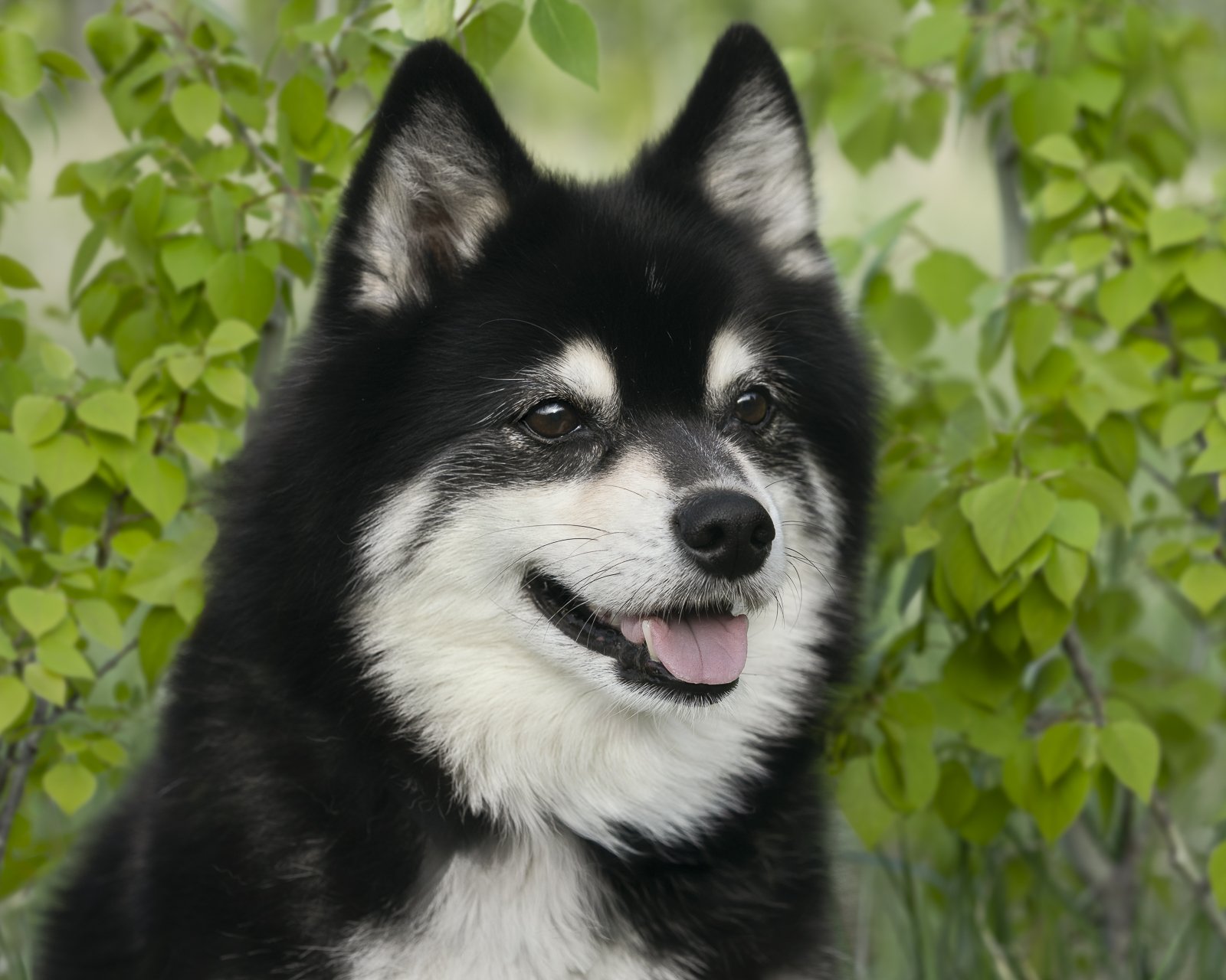 Parka pomsky spring green leaves.JPG