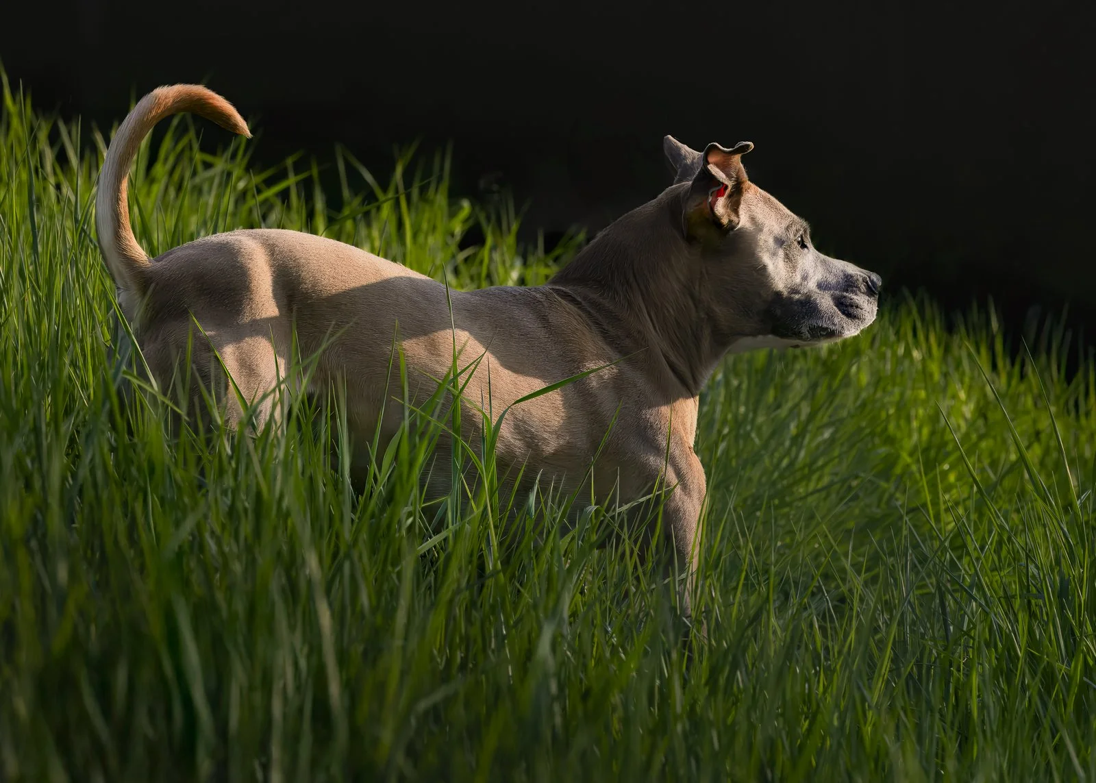 Arby Pit Bull Grass Slope.JPG