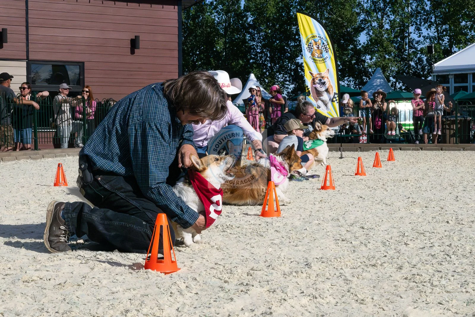 Corgi racing Annie start June.JPG