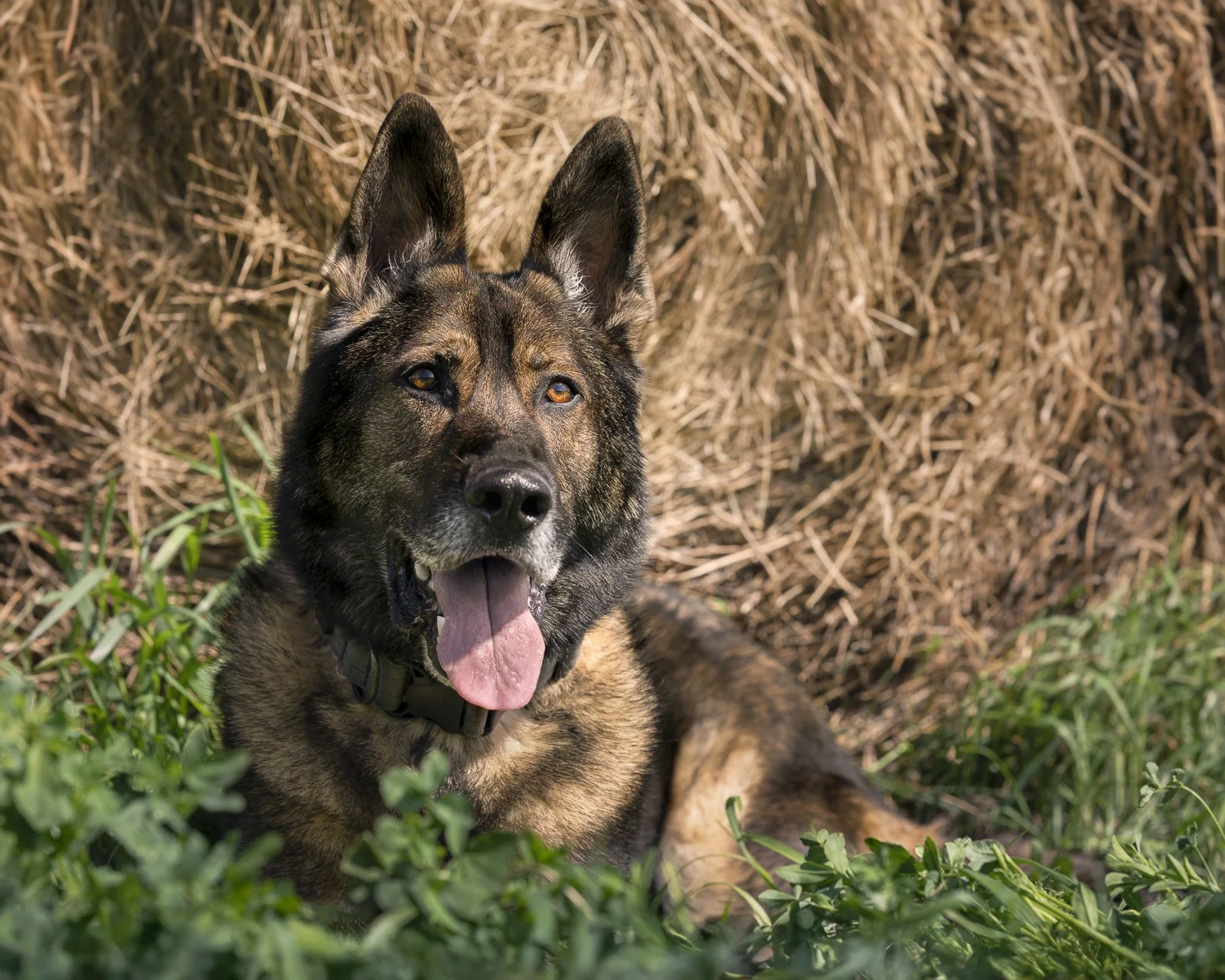 A smiling German shepherd dog with tan and black fur lying on grass near a haystack.