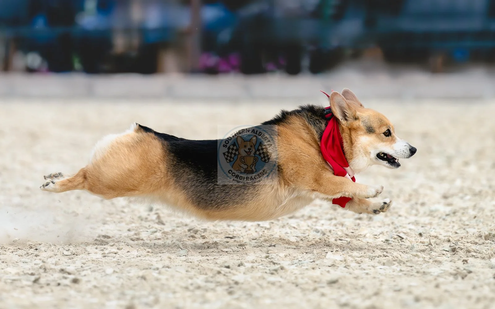 A corgi dog wearing a red bandana running on sandy ground during a race or event.