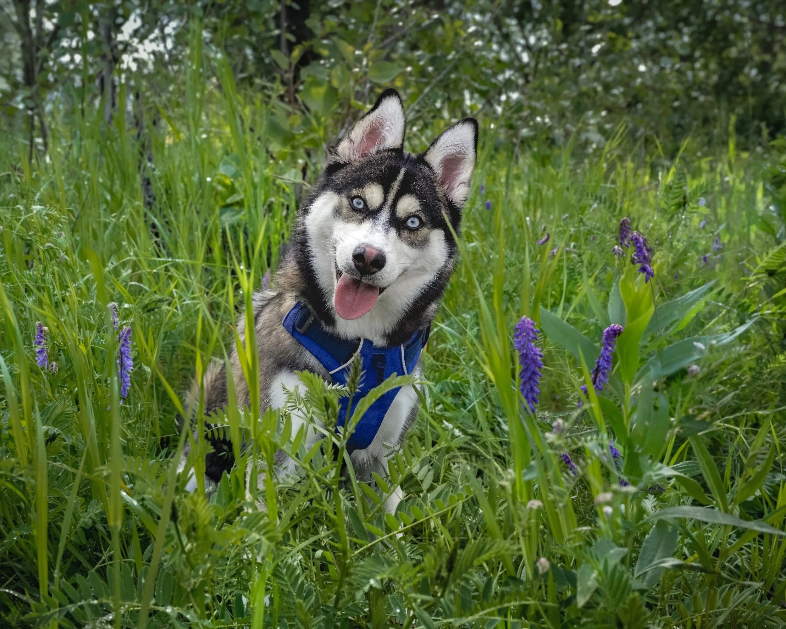 A happy husky puppy with blue eyes sitting in lush green grass with purple flowers