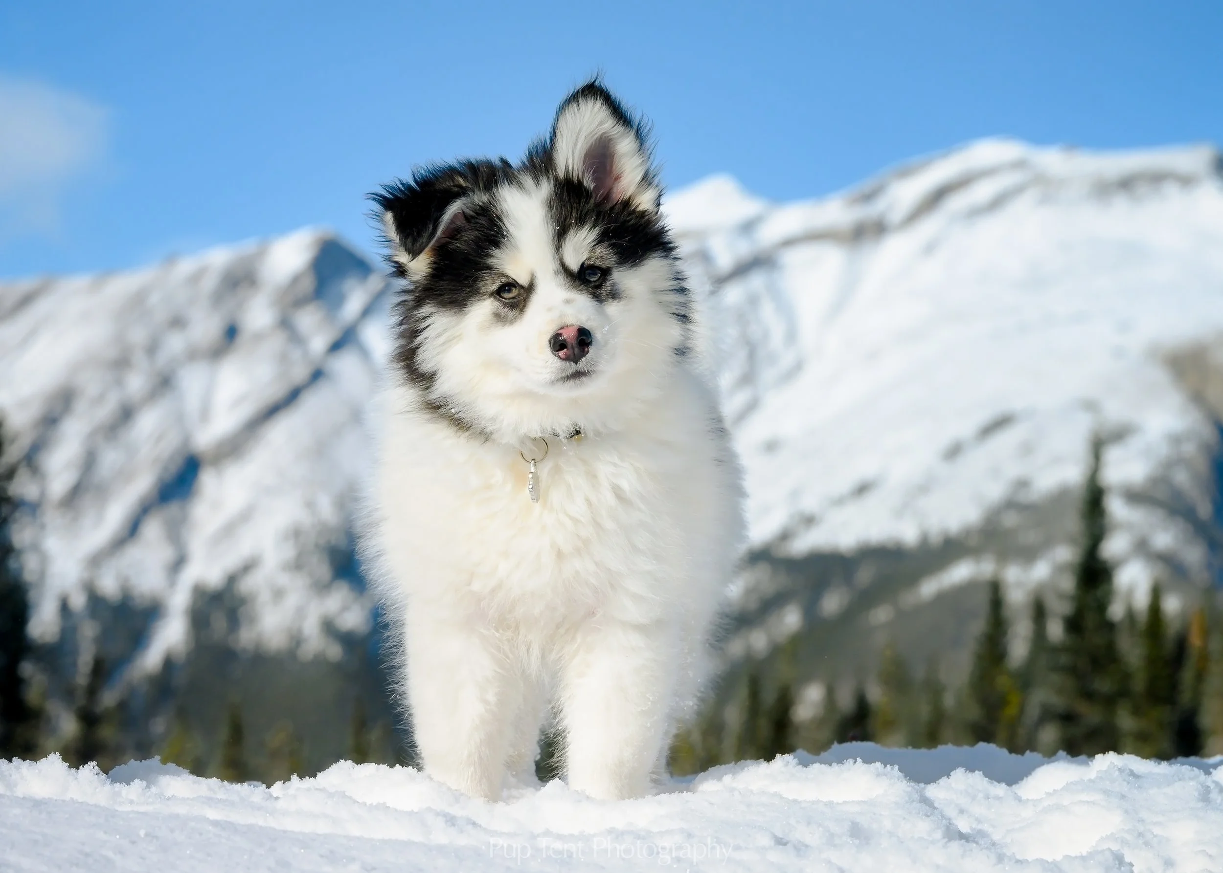 A young shoulder dog standing on snow with snow-covered mountains and blue sky in the background.