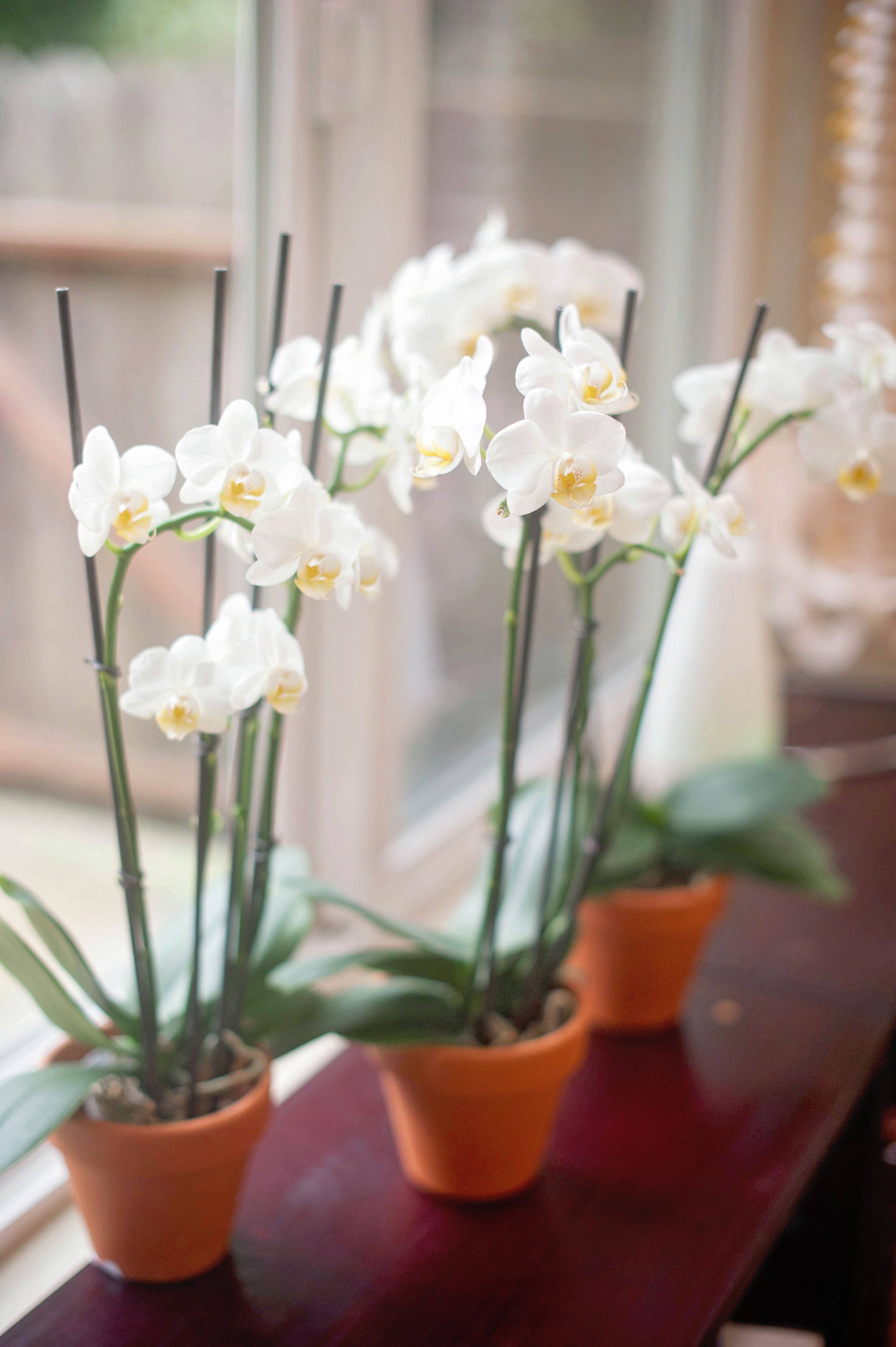 orchids