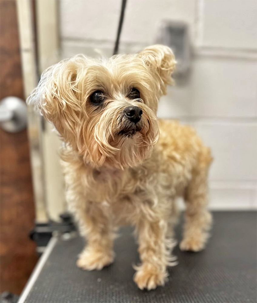 yorkiebefore.png