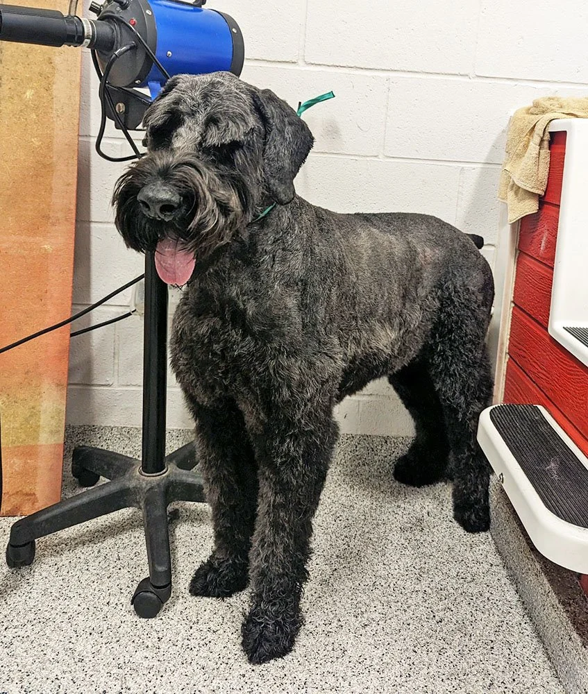 giantschnauzerafter.jpg
