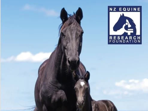 Reproduction in the Mare