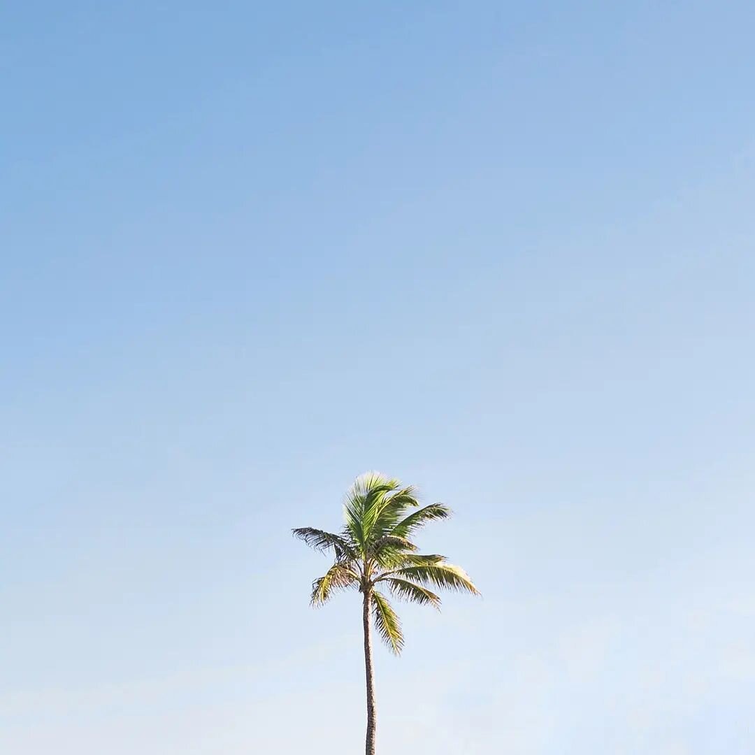 waving hello and goodbye

#minimalism #palmtree