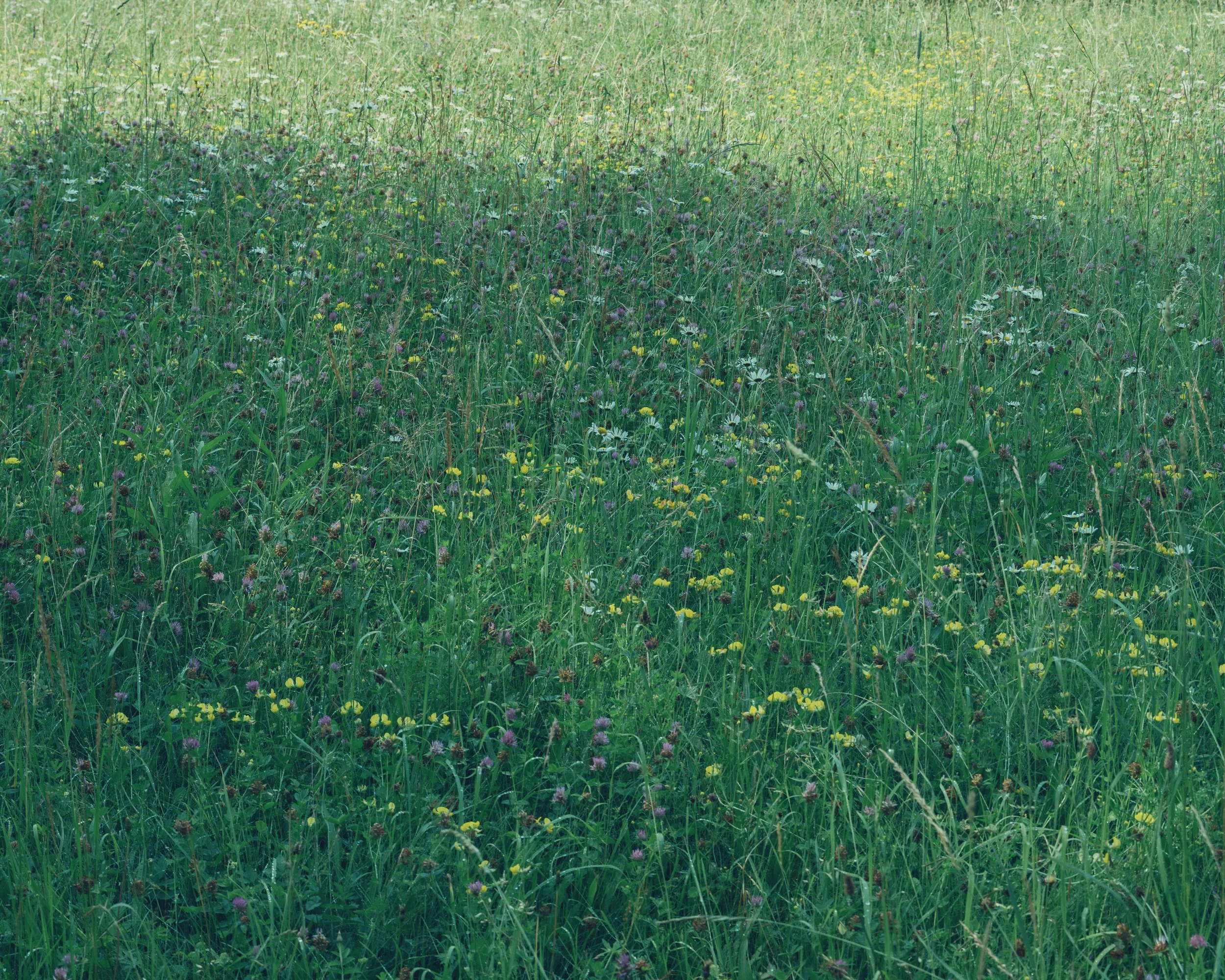 LAND 006.jpg