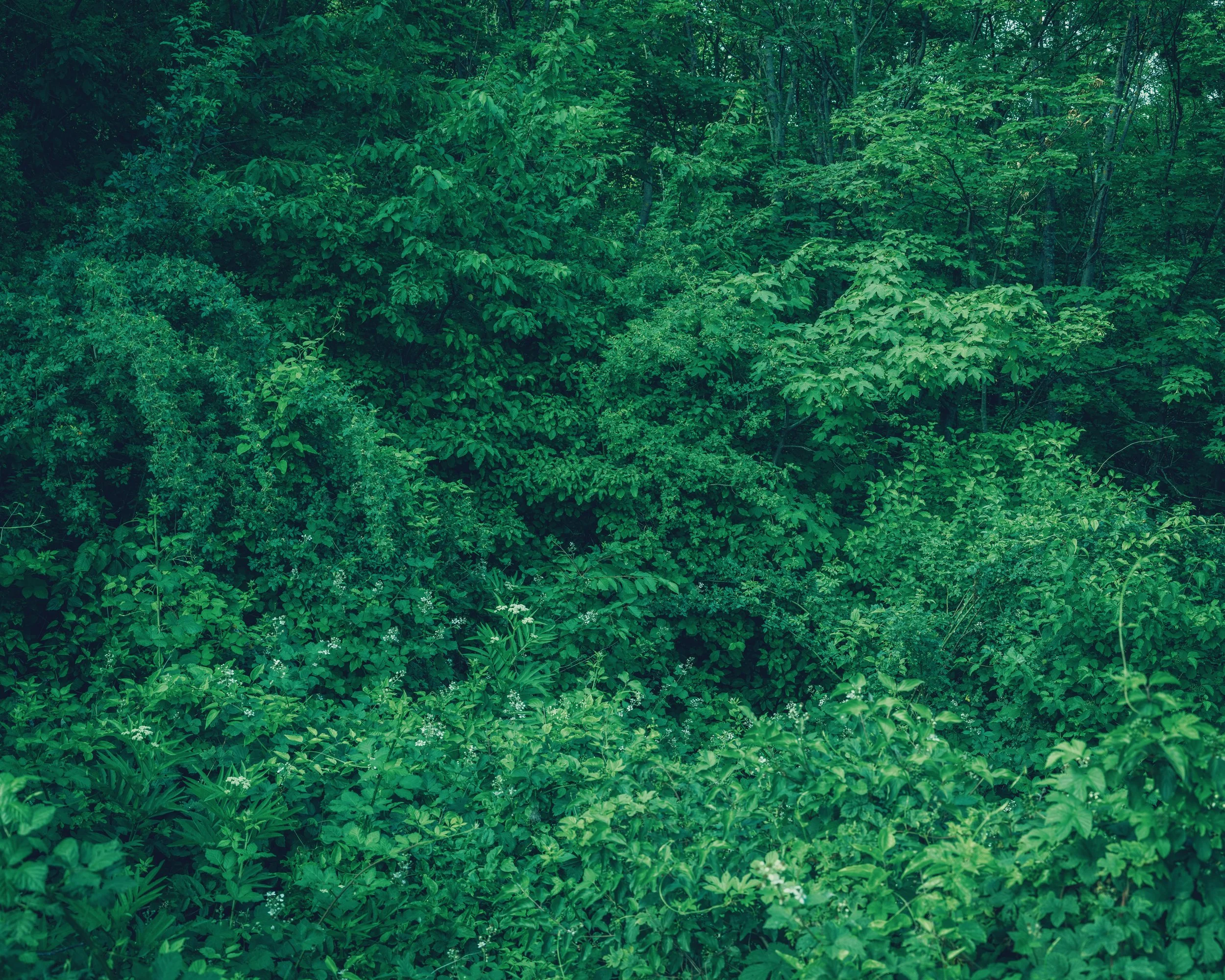LAND 010.jpg