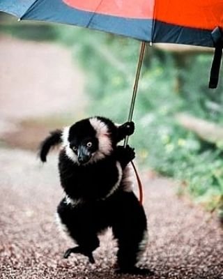 April showers bring May...lemurs?

 A curious lemur steals a visitor's umbrella at Dudley Zoological Gardens.