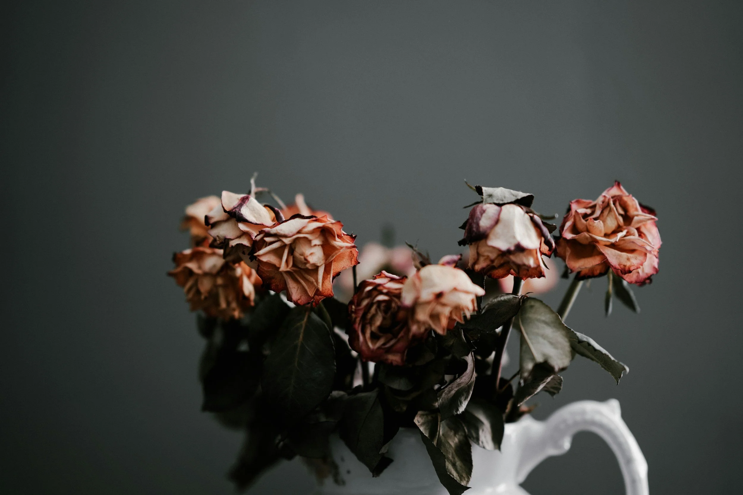 A moody, low-light photograph of dead, dried red roses in a white ceramic pitcher against a pitch-black background, perfect for dark romantic gothic author branding