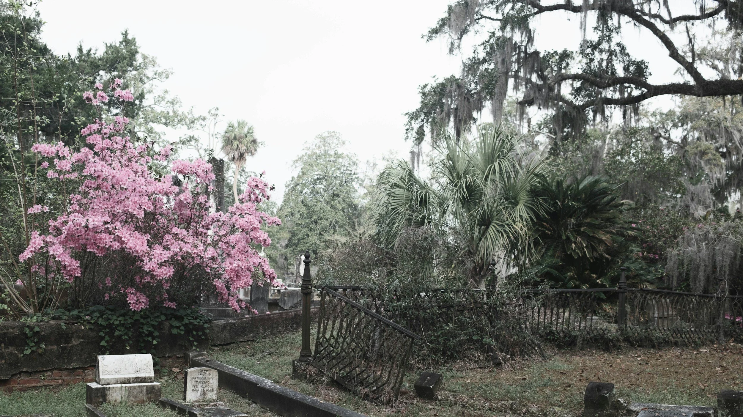 A moody, overcast view of a historic cemetery with iron fences, dark mossy trees, and a blooming bright pink azalea bush, highlighting southern gothic book branding