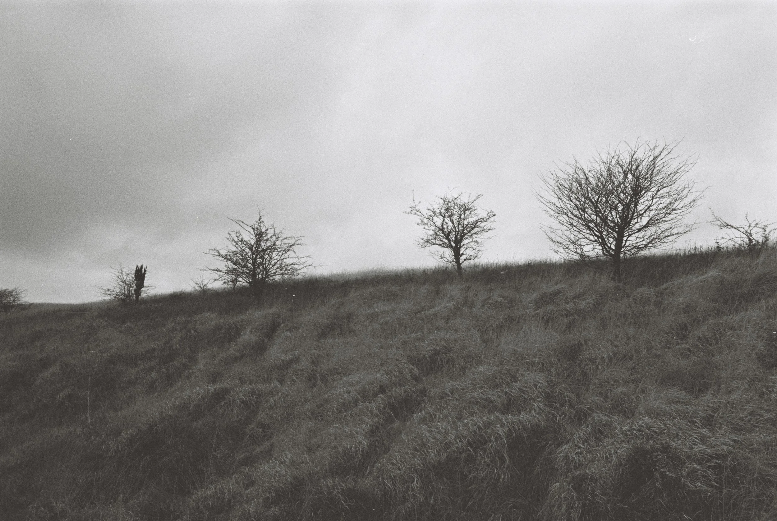 A desaturated, moody landscape photo of three stark, leafless trees sitting on a grassy ridge under a flat, overcast grey sky