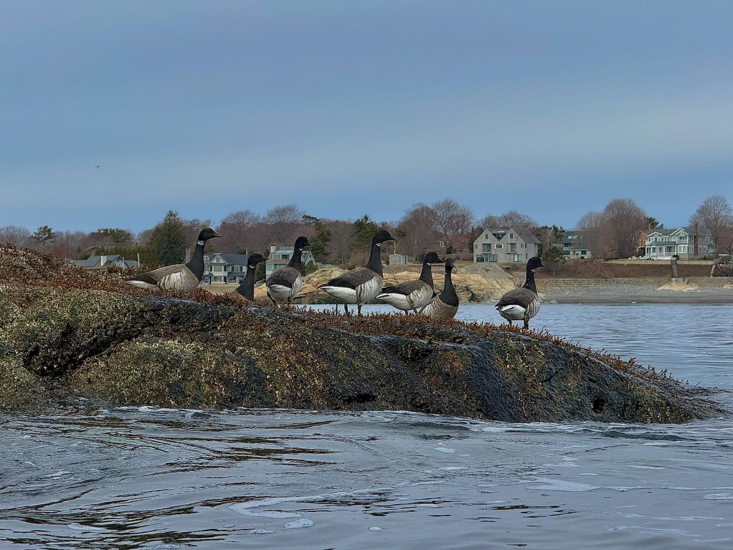 Have you ever noticed that once you know the name of something, you start seeing it everywhere? 

On our paddle last Sunday, we came across these geese that none of us thought we had seen before. Turns out they&rsquo;re called Brant Geese, and turns 