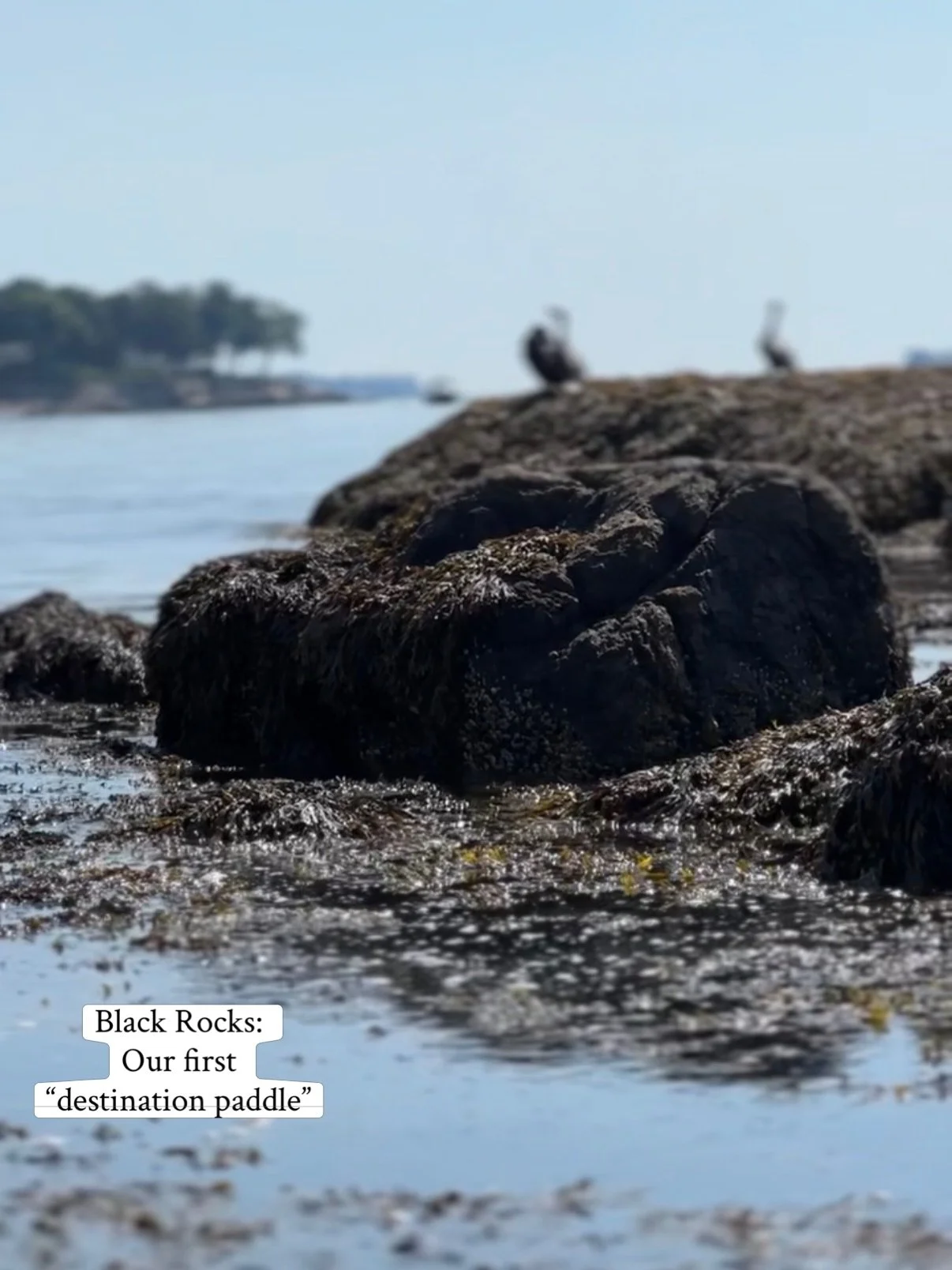 This is Black Rocks. 

It&rsquo;s a small cluster of rocks about 500 feet off the coast of Beverly, near Endicott College. When I first started paddling in college, it was our earliest &ldquo;offshore&rdquo; destination&mdash;our first taste of the f