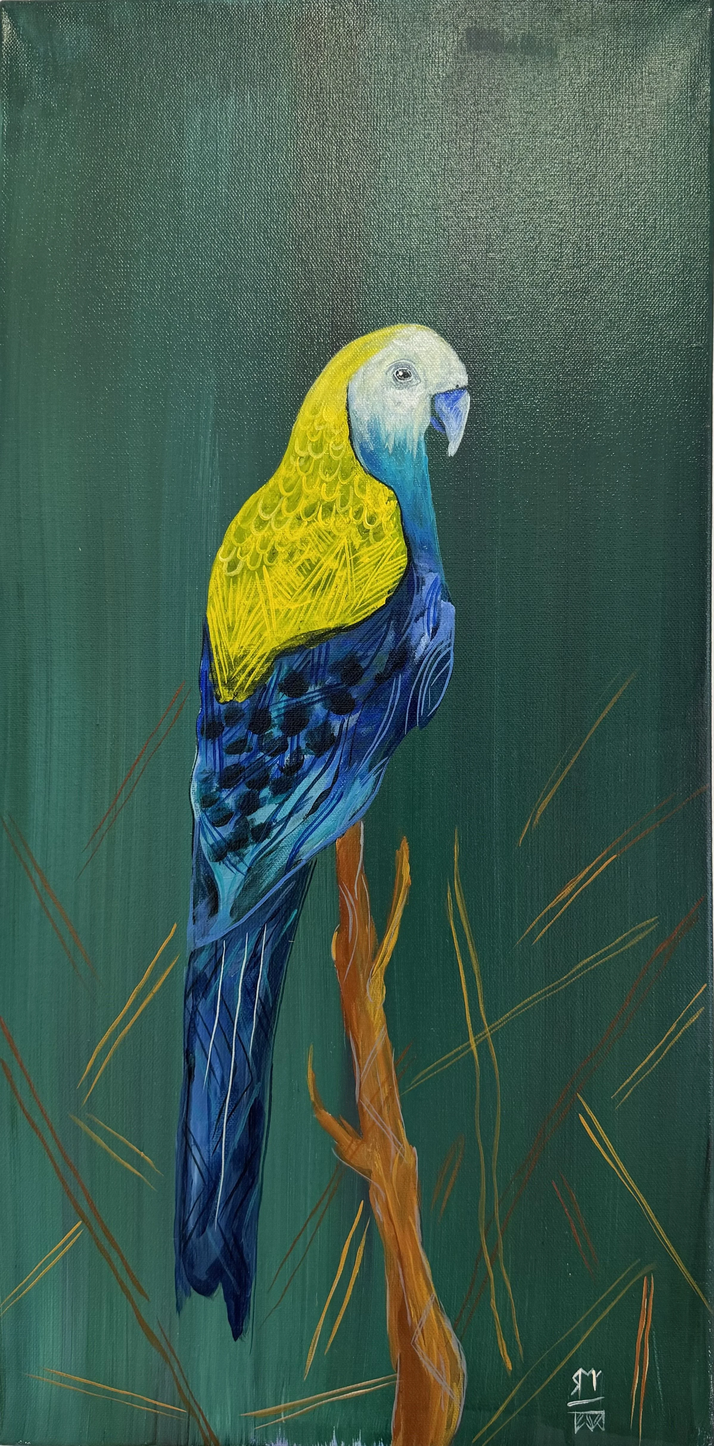 Wandaang Mulbirrang (Pale Faced Rosella)