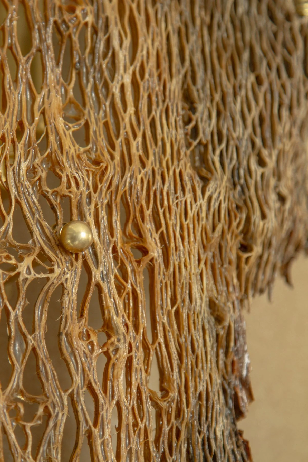 Desert_Cactus #1_Margaux LeycurasZ.jpg