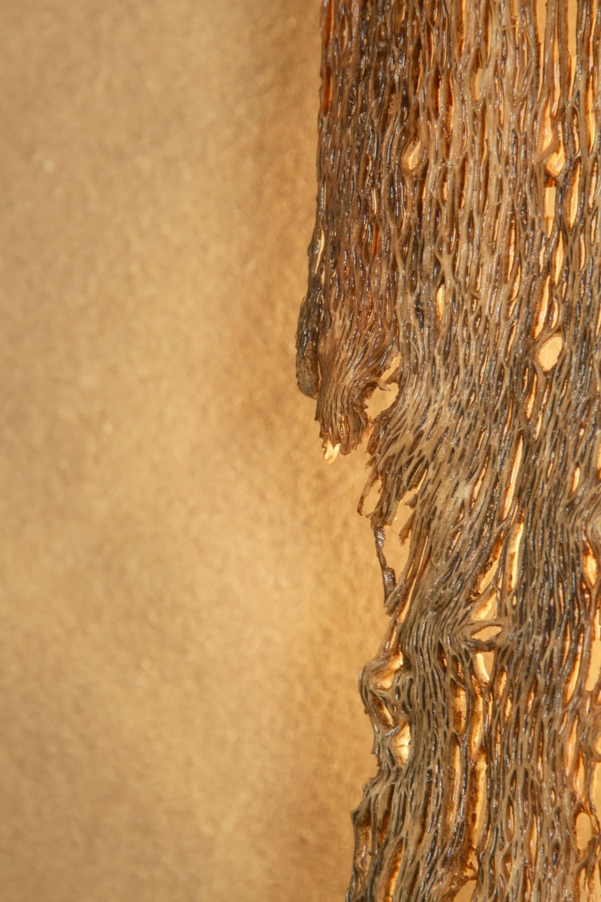 Desert_Opuntia #6_ash design_Margaux LeycurasF.jpg