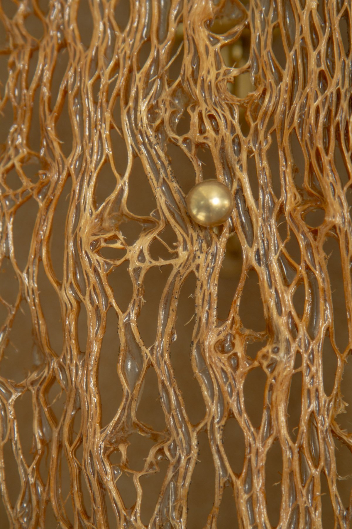 Desert_Cactus #1_Margaux LeycurasL.jpg