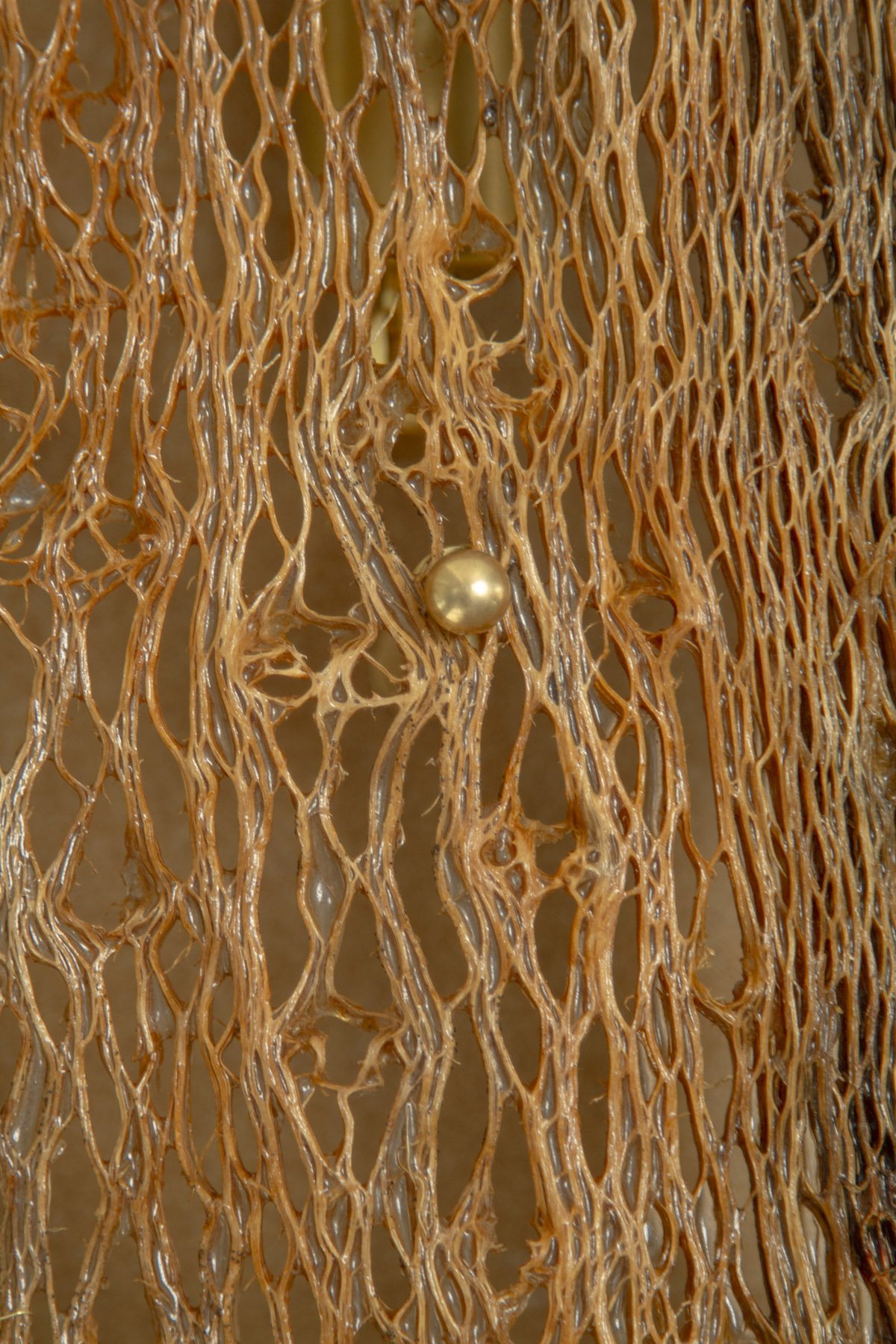 Desert_Cactus #1_Margaux LeycurasI.jpg