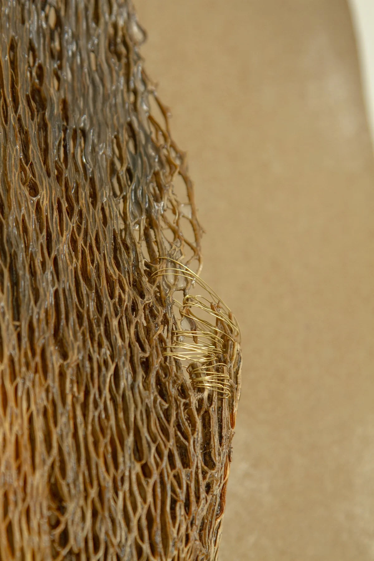 Desert_Cactus #1_Margaux LeycurasX.jpg