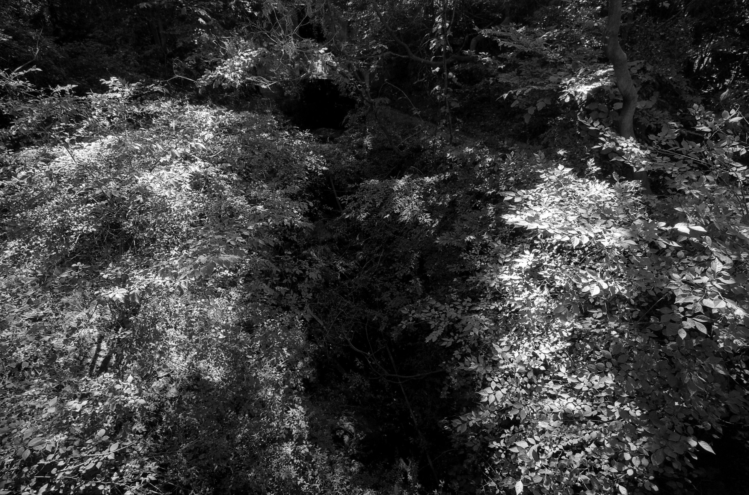 Green in Black and White02.jpg