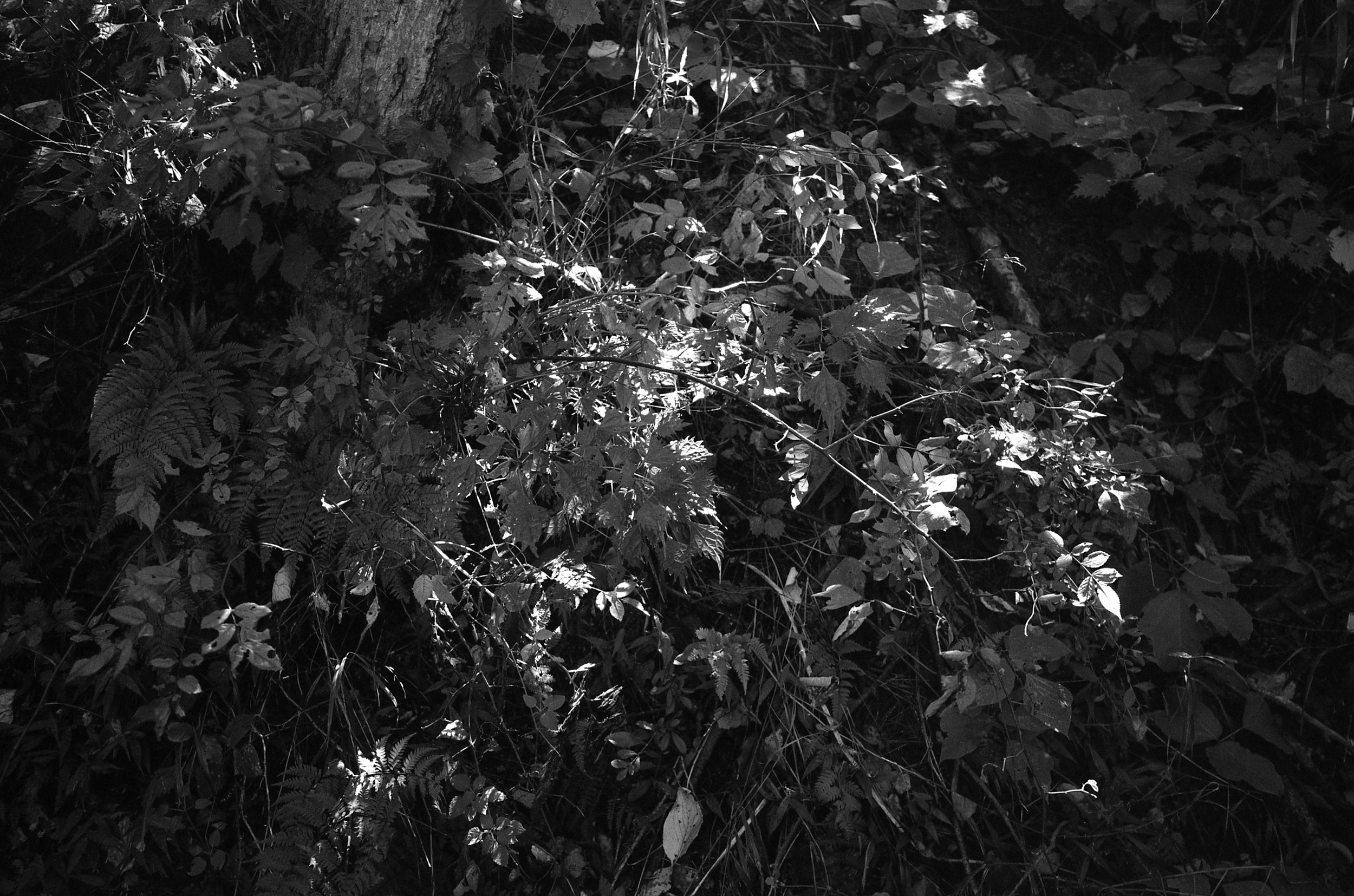 Green in Black and White03.jpg