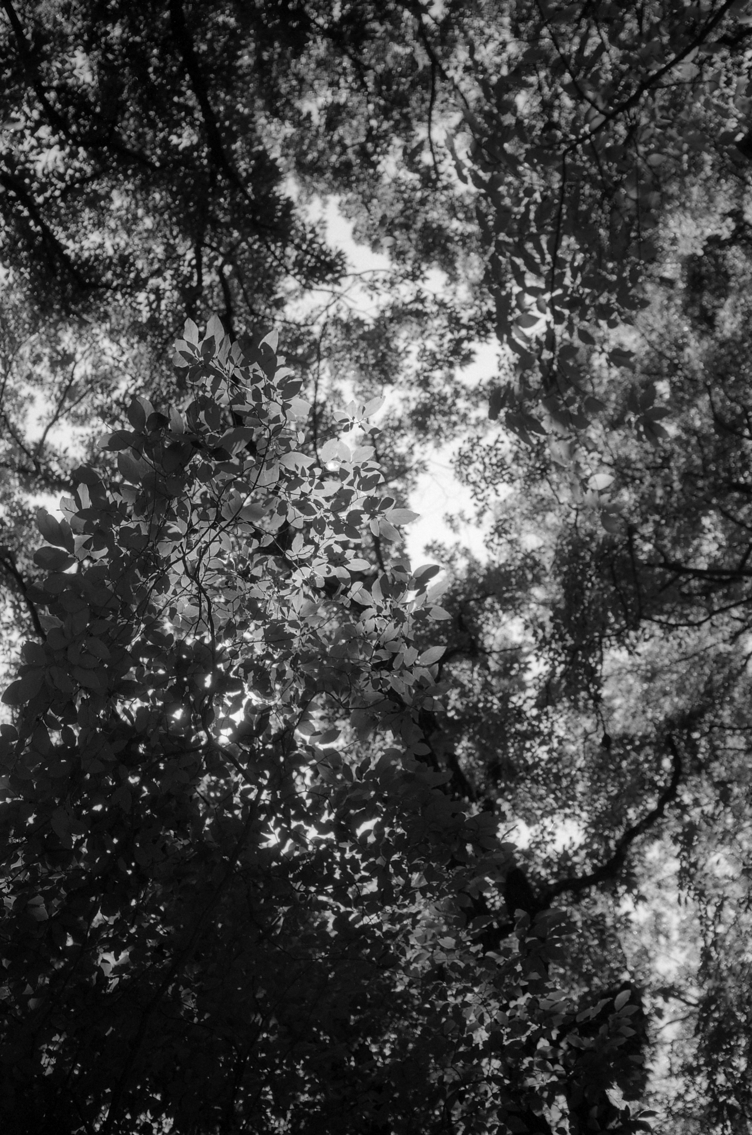Green in Black and White08.jpg