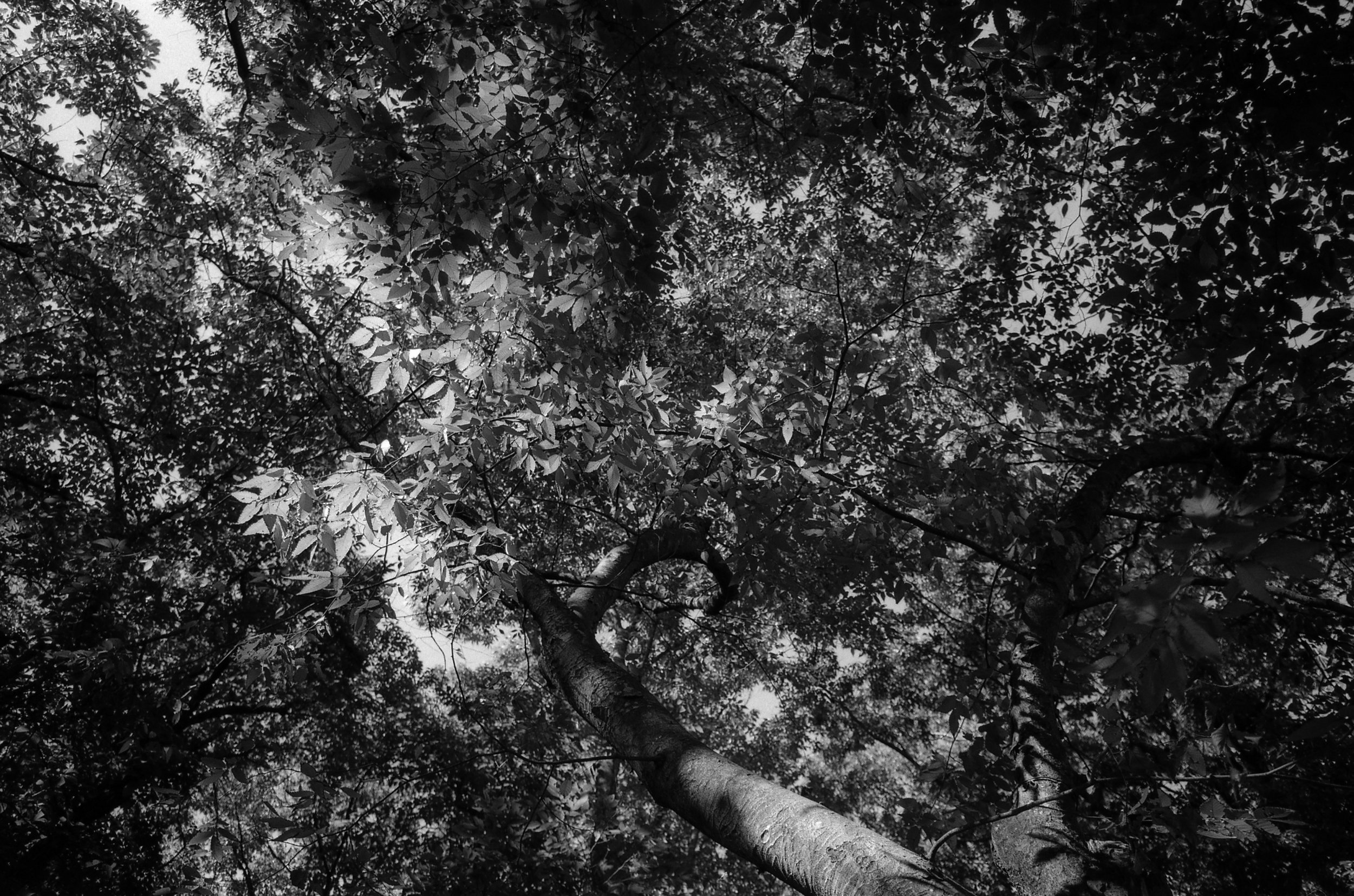 Green in Black and White06.jpg