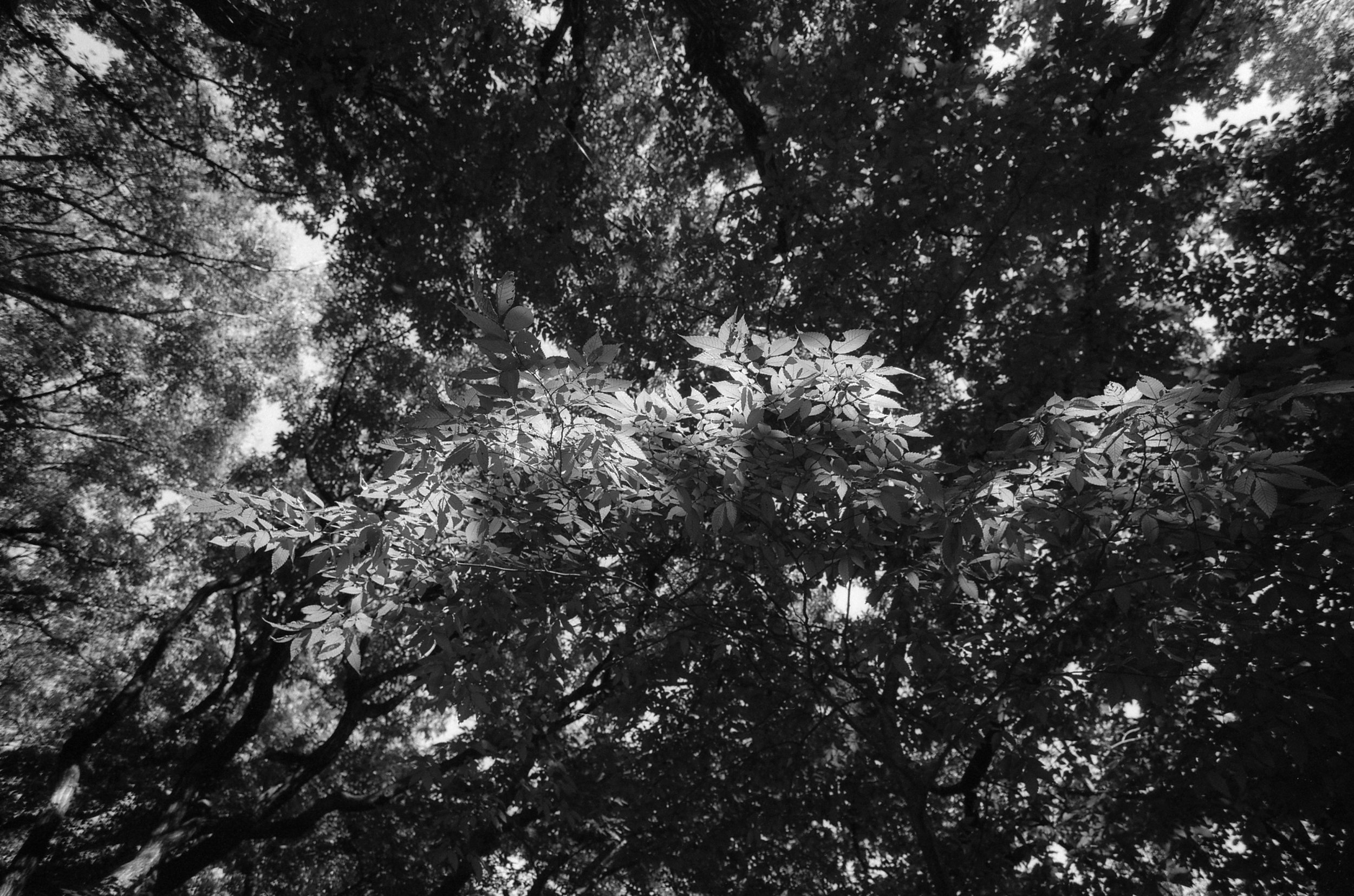 Green in Black and White07.jpg