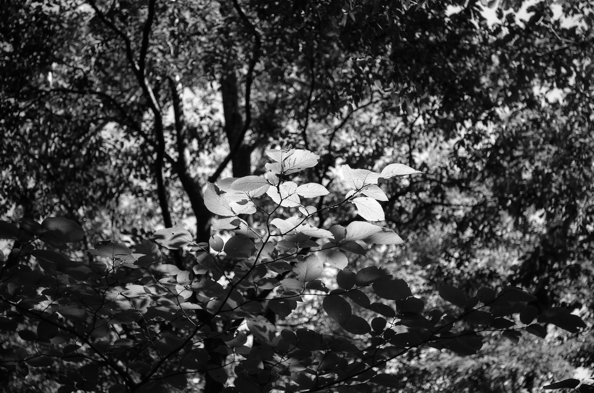 Green in Black and White01.jpg