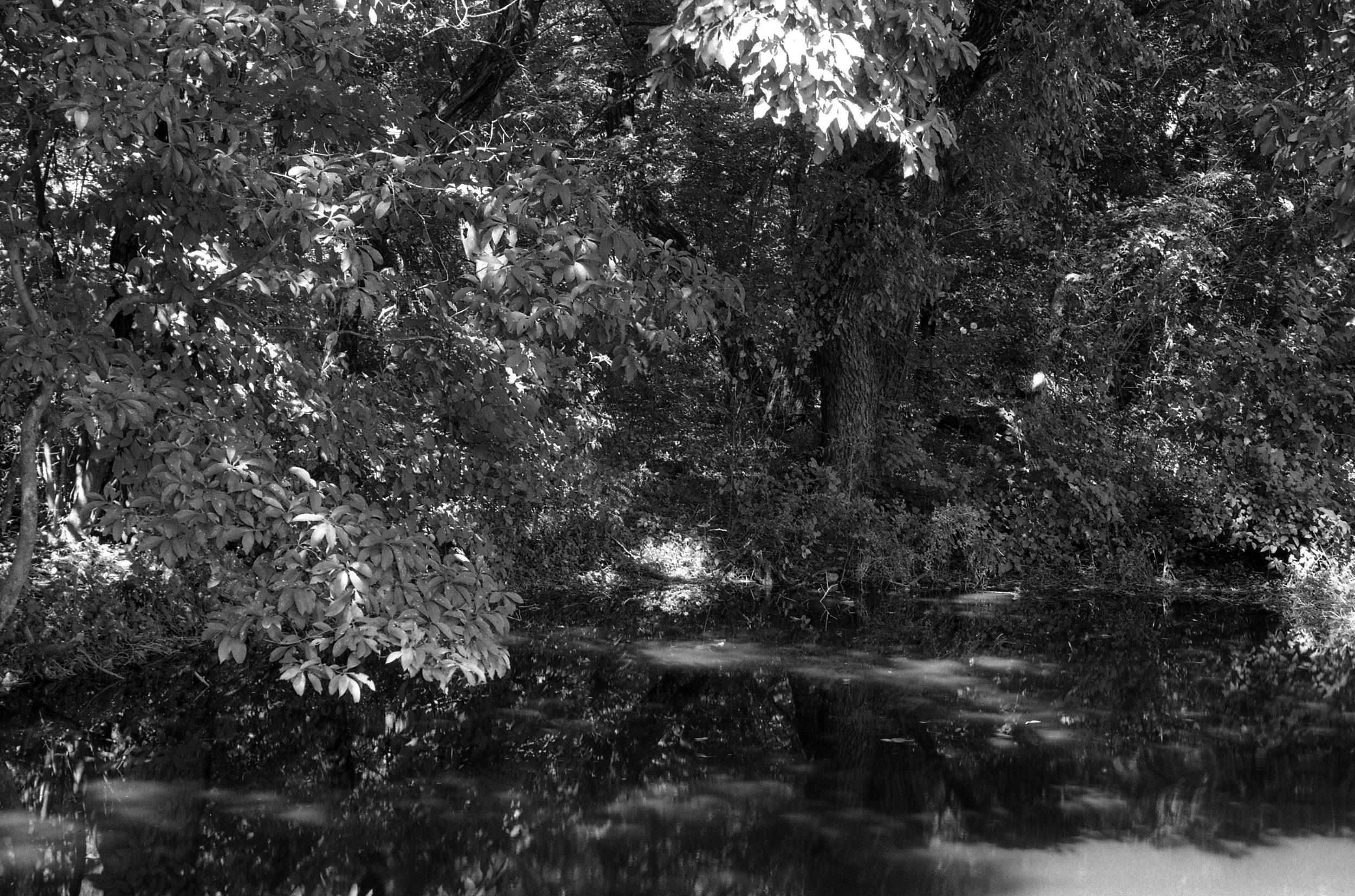 Green in Black and White05.jpg