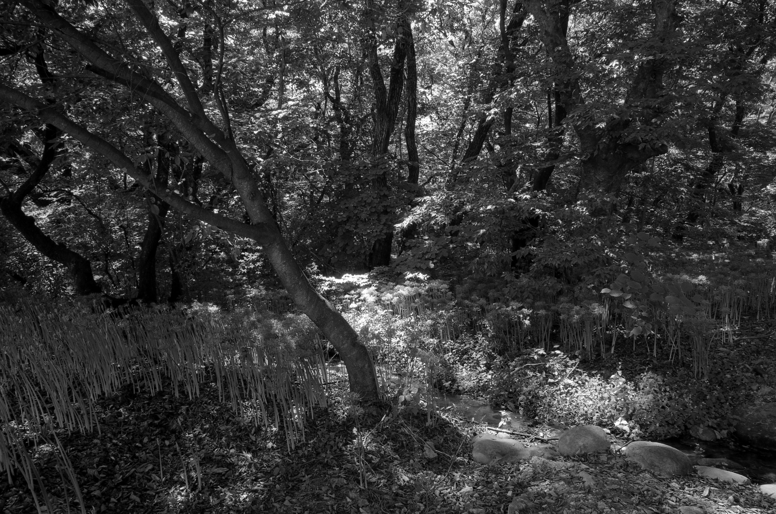 Green in Black and White04.jpg
