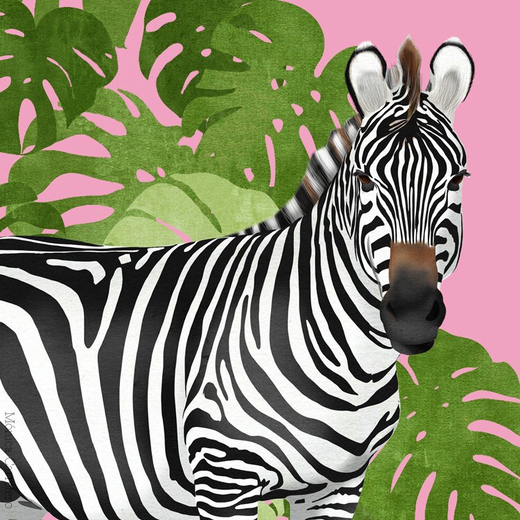 Wild-Cebra.jpg