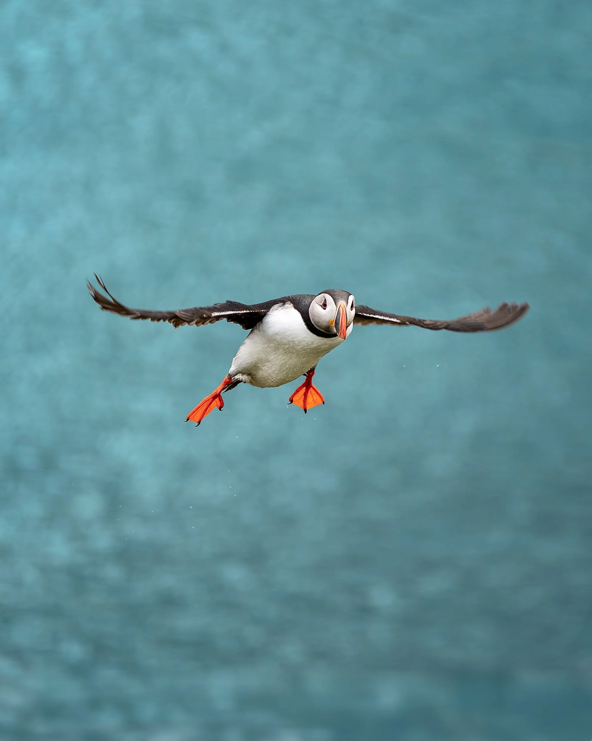 Puffin Approaching