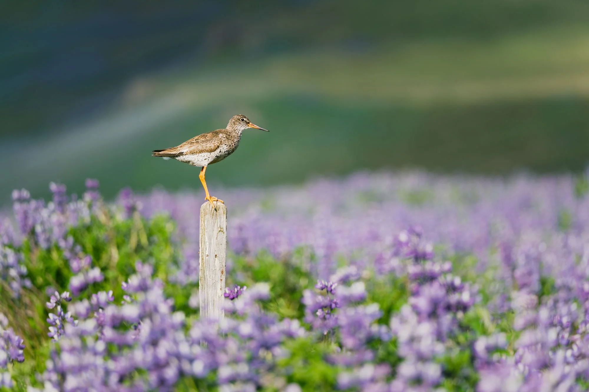 Redshank in Skálanes
