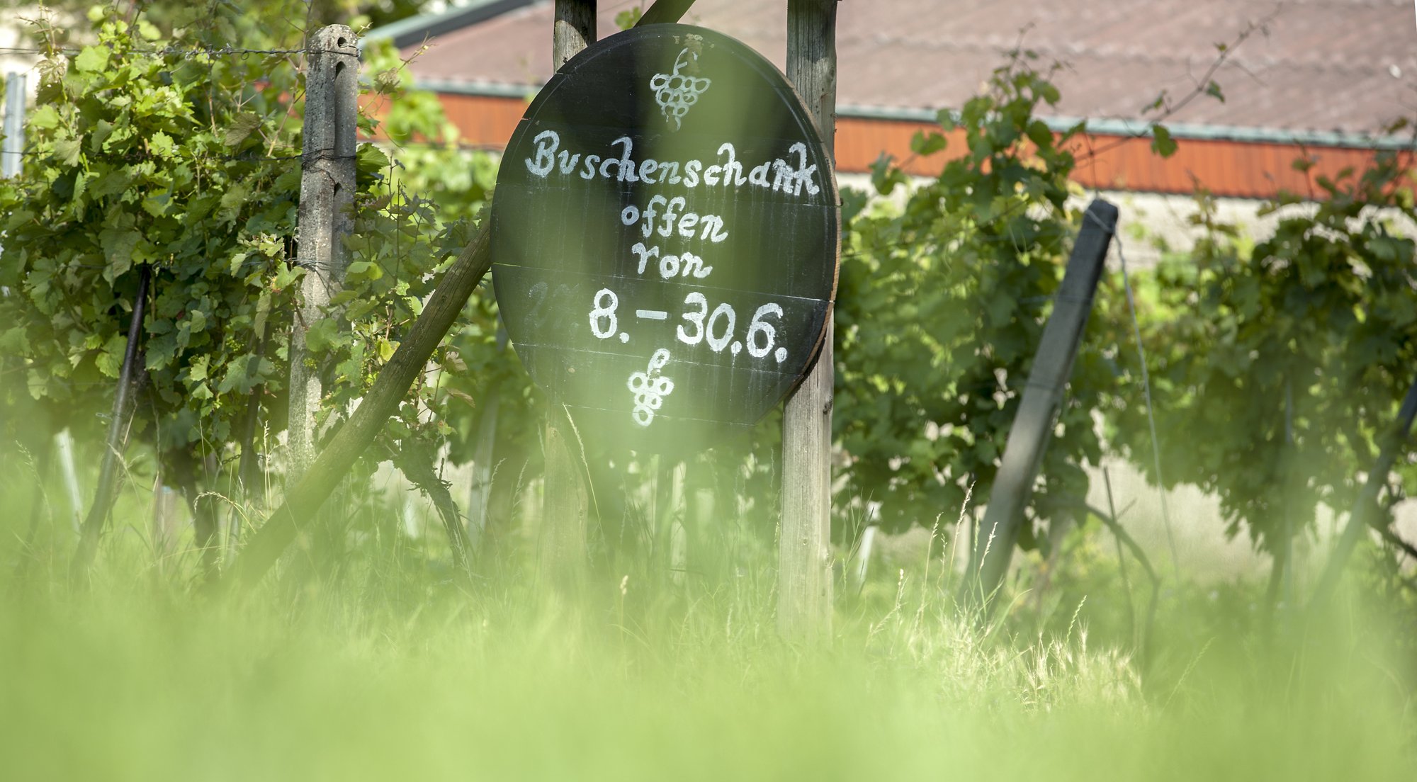 In Gumpoldskirchen - wo der Wein zu Hause ist - ist der Heurige (auch Buschenschank) mehr als ein Ort zum Einkehren – er ist gelebte Tradition. Seit Jahrhunderten prägen Wein, Gastlichkeit und regionale Küche das Lebensgefühl unseres Ortes.