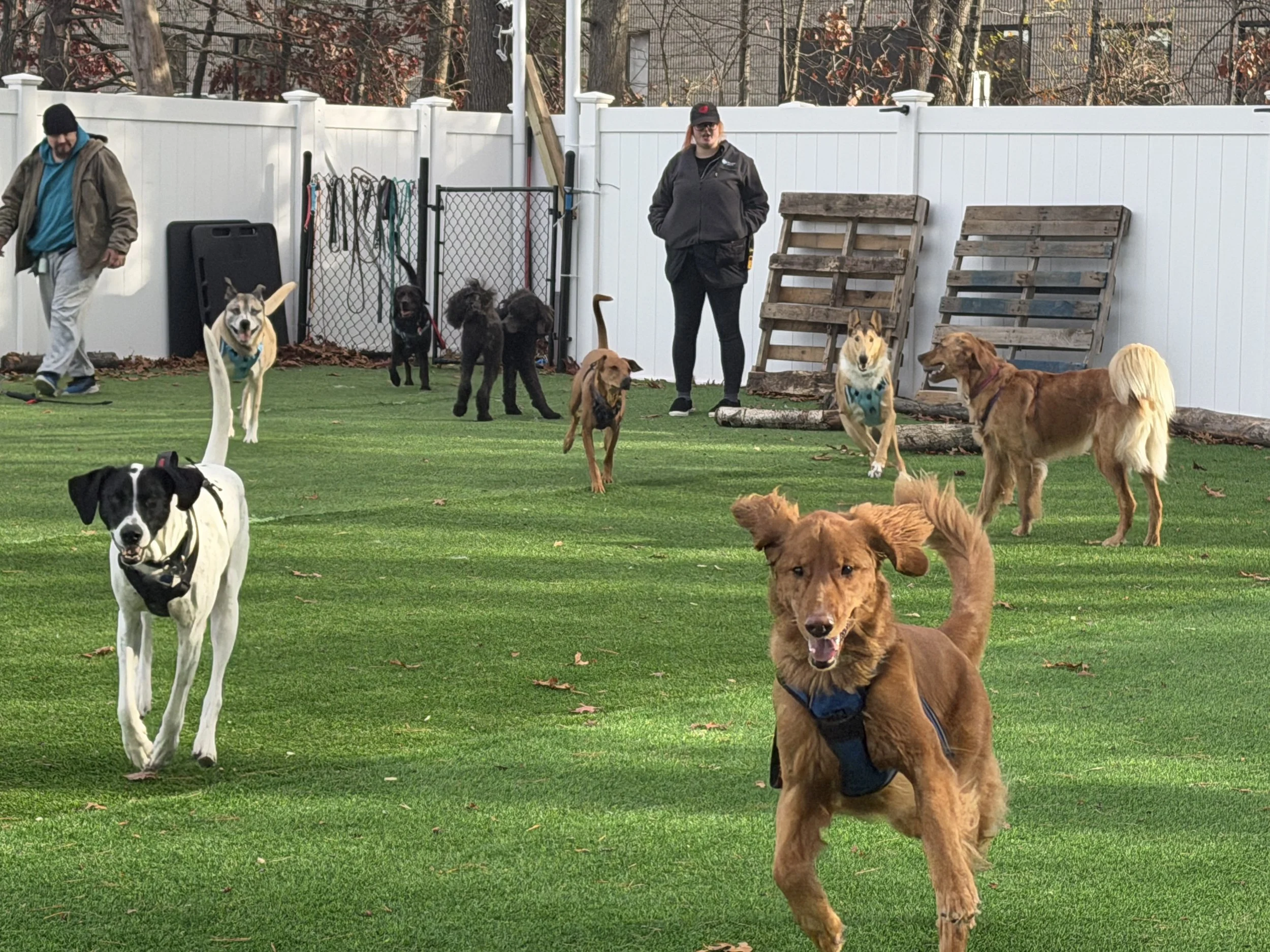 a dog trainers perspective