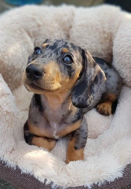 Dachshund Rescue Miniature Weenie Dogs For Sale Long Hair