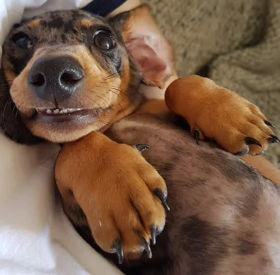 How To Cut Dachshund Nails — Dachshund Friends