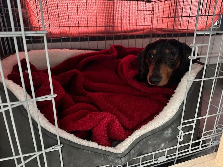 The Benefits Of Crate Training For Dachshunds — Dachshund Friends