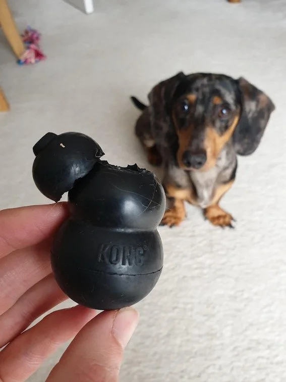 Best Dog Toys for Dachshunds — Dachshund Friends