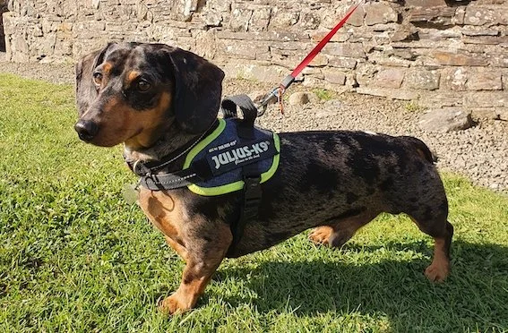 Mini Dachshund Best Leash For Dachshund Mini Dachshund Harness Hug