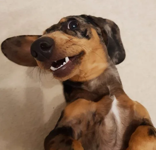 Why Do Dachshunds Have Bad Breath? — Dachshund Friends