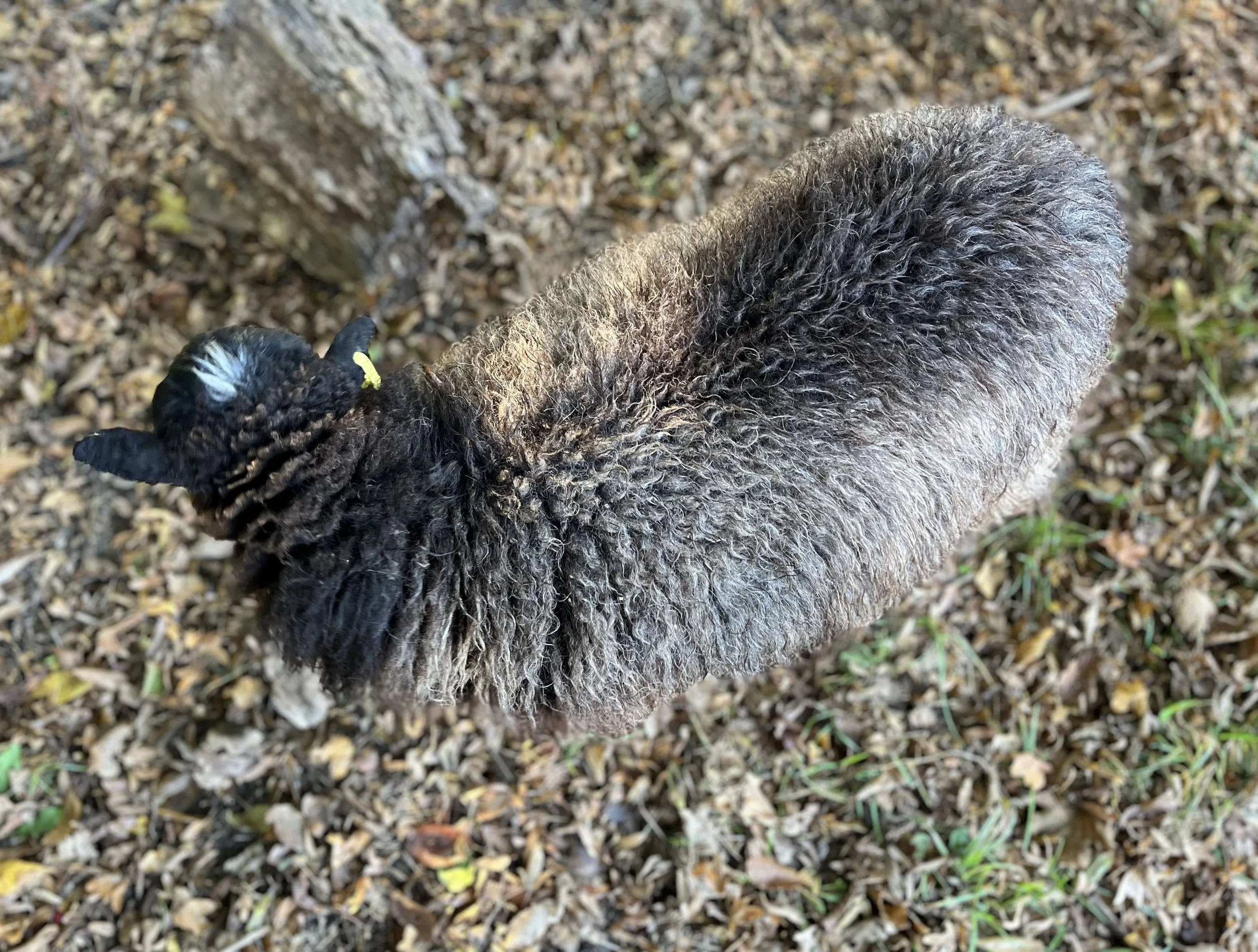 A black and gray sheep with curly wool standing on a ground covered with small leaves and grass.