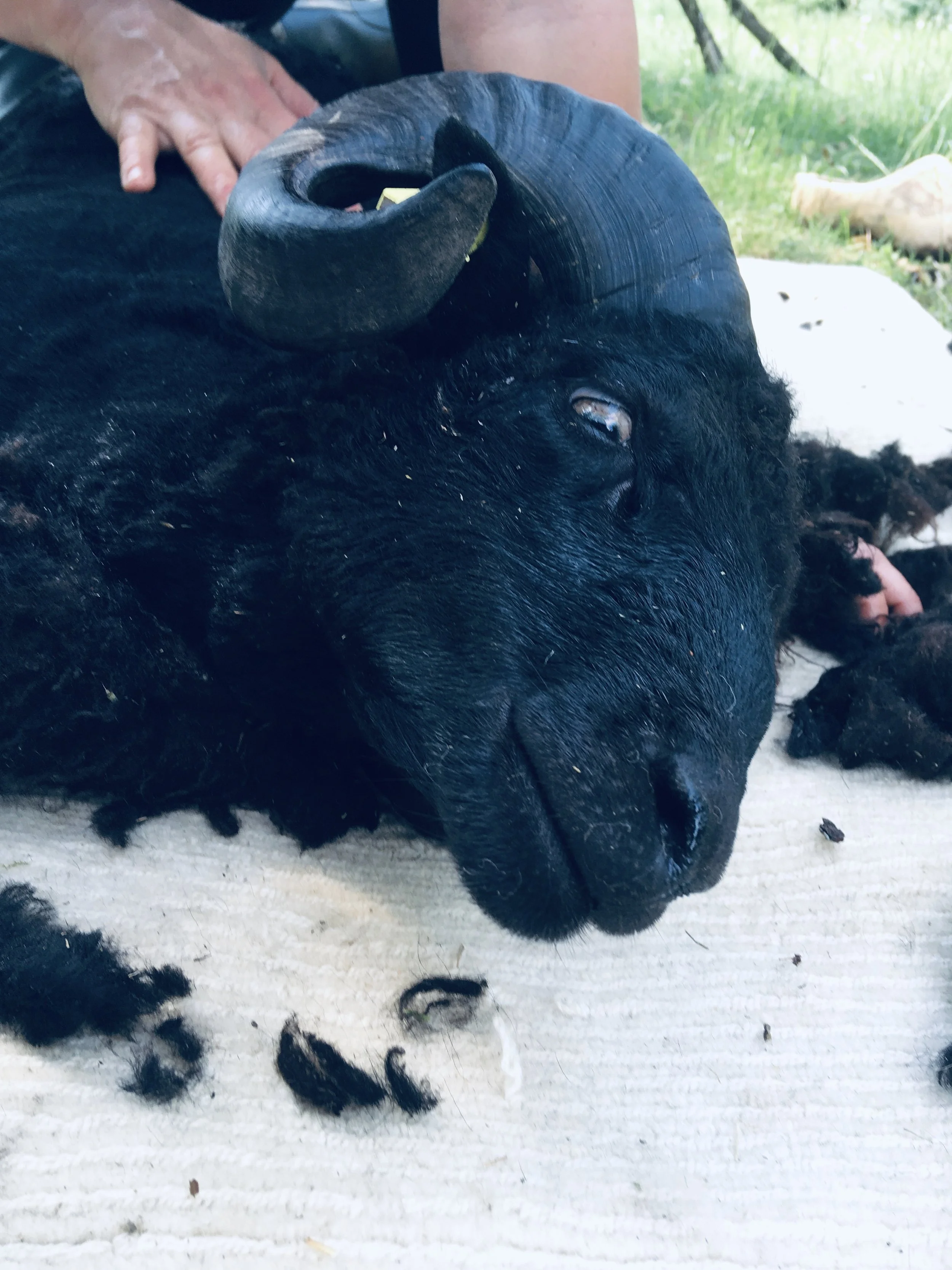 Close-up of a black sheep's head lying on a white surface, with one eye partially open and wool scattered around, outdoors with grass and trees in the background.