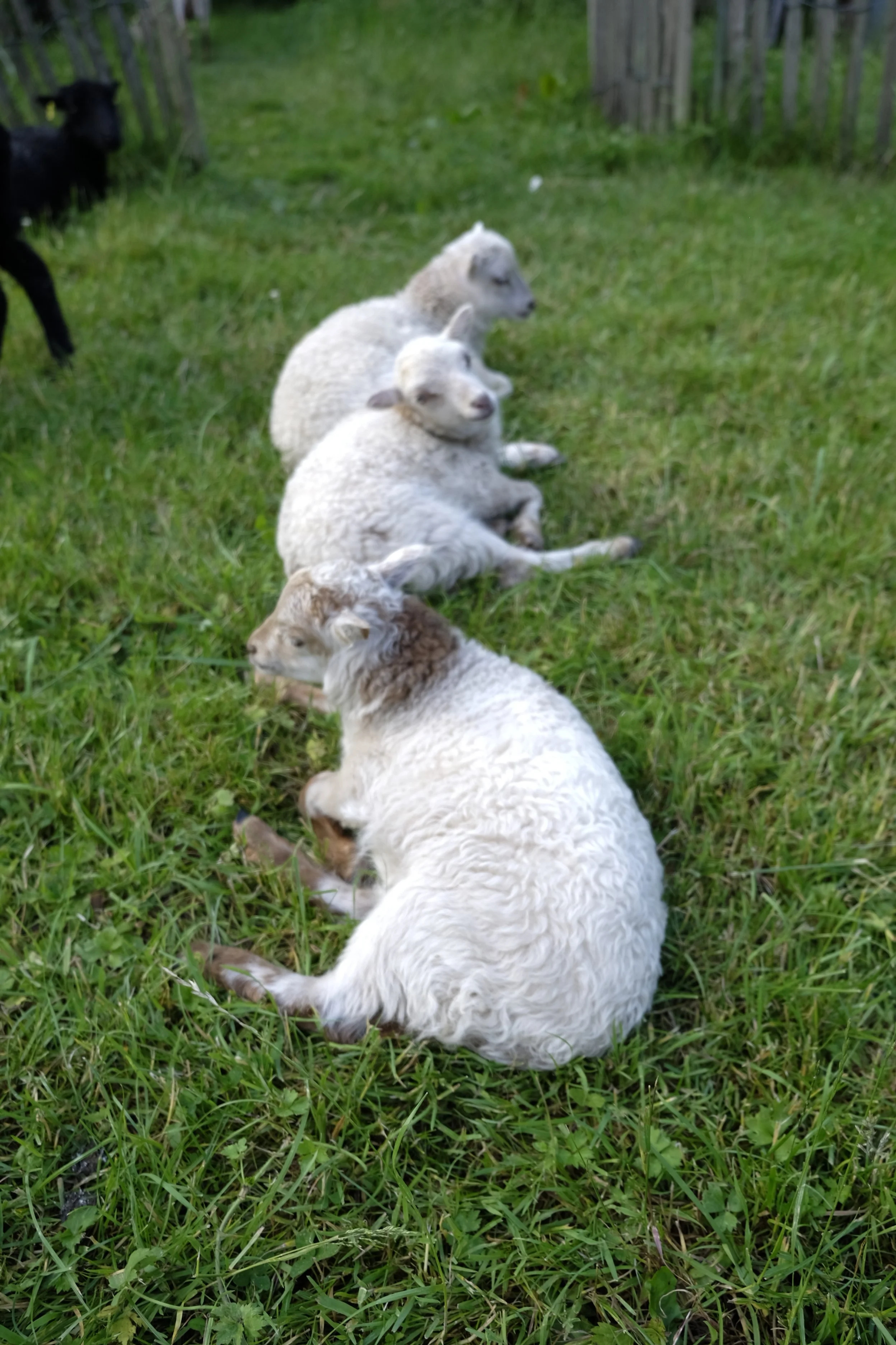 Four sheep lying on green grass in a row, with a black goat in the background near a wooden fence.